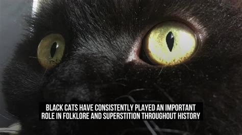 Fleshy Ebony Felines in Superstitions and Folklore