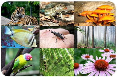 Flora and Fauna: Unveiling the Unique Biodiversity of Rural Surroundings