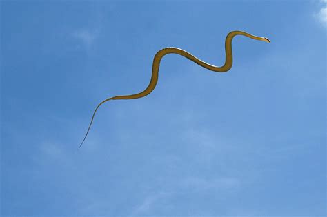 Flying Snakes: Unlocking the Mysteries of Gliding Serpents