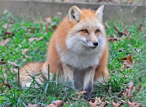 Foxes as Domesticated Animals: Can They Be Trained?