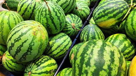 From Ancient Egypt to Modern Delight: A Journey through the History of Watermelons