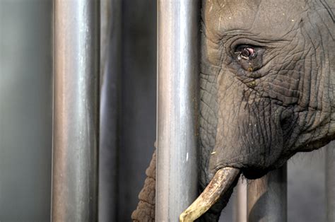 From Captivity to Freedom: The Aftermath of the Animal Escape