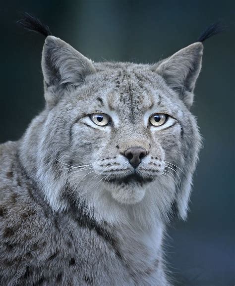 From Dreams to Reality: Tales of Individuals Who Have Experienced the Unbelievable Joy of Interacting with Majestic Lynxes