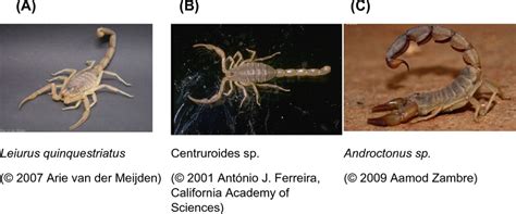 From Fiction to Reality: Future Research and Discoveries on Winged Scorpions