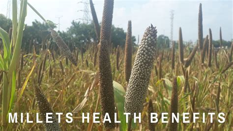 From Field to Table: The Ecological Advantages of Millet Cultivation
