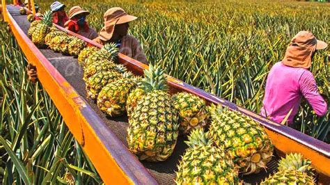 From Fields to Factory: The Journey of Pineapple from Harvest to Packaging