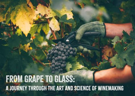 From Grape to Glass: Unraveling the Winemaking Journey