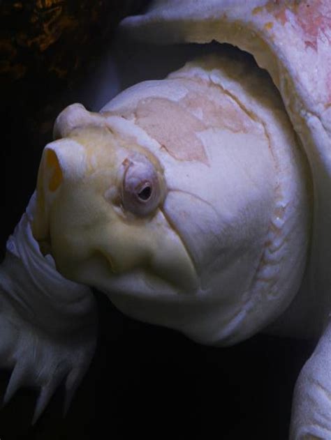 From Myth to Reality: The Enchanting Realm of Albino Turtle Sightings