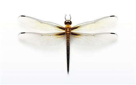 From Mythology to the Modern World: The Dragonfly's Presence