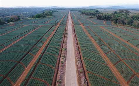 From Plantation to Plate: The Journey of Pineapple