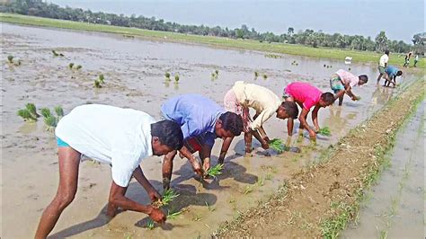 From Seed to Harvest: A Step-by-Step Guide to Cultivating Paddy Crops