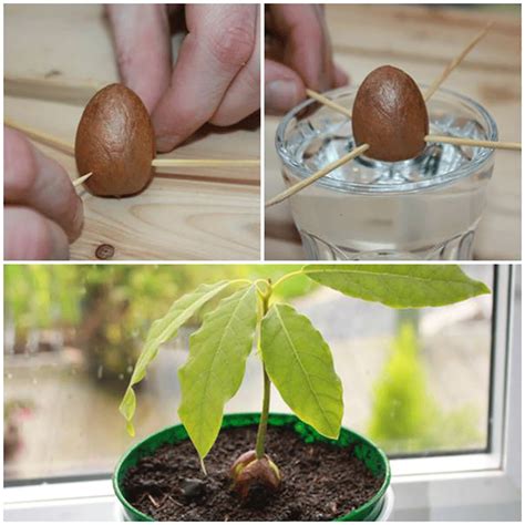 From Seed to Plate: Cultivating Your Very Own Avocado Tree at Home