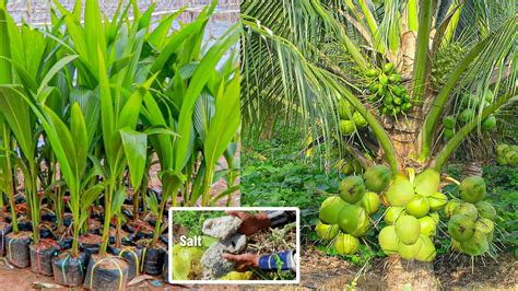 From Seed to Tree: Cultivating High-Quality Coconuts