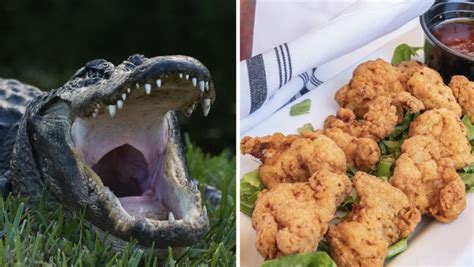 From Swamp to Plate: The Journey of Alligator Meat