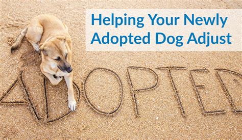 From Timid to Playful: Helping Your Adopted Pup Adjust to Their New Life