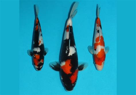 From Tiny Fry to Enormous Behemoth: The Growth Phases of Majestic Koi Species