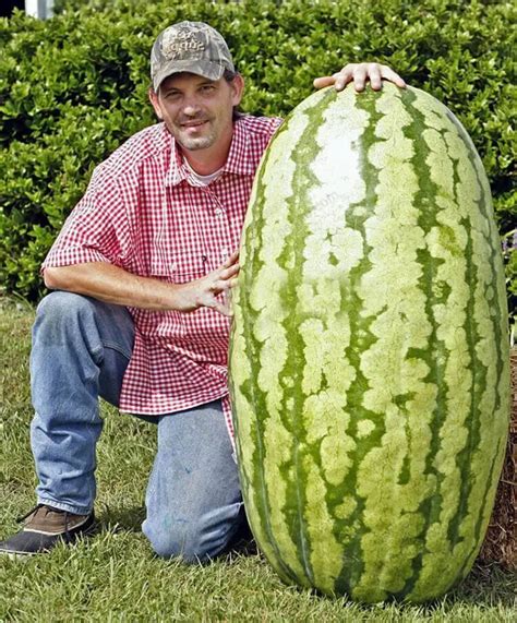 From Tiny Seeds to Tremendous Size: How Gigantic Fruits Grow