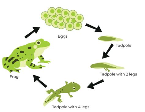 From Tiny Tadpoles to Majestic Amphibians: The Life Cycle of Dynamic Poison Frogs