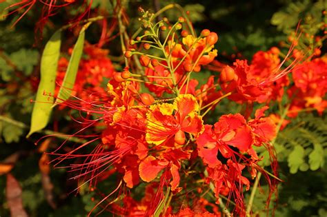 From Tropical Paradise to Subtle Beauty: Varieties of Colorful Blossoms