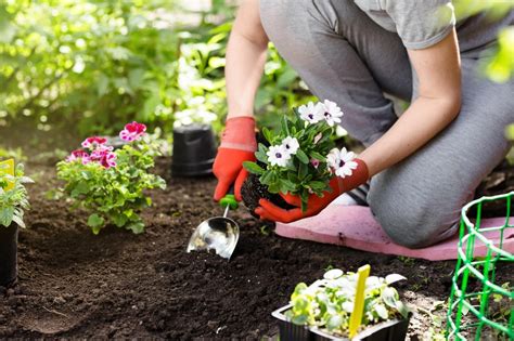 Gardening Aspirations: Techniques for a Flourishing Spring Planting