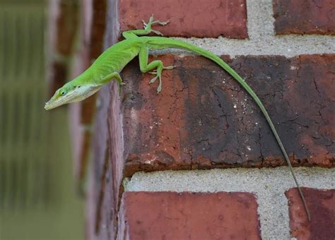 Geckos as Guides: Exploring the Symbolic Role in Dreams