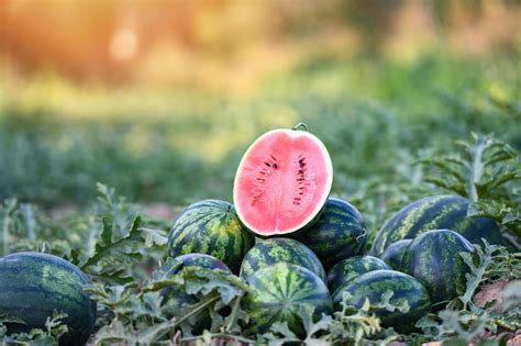 Get a Glimpse into the Journey of Watermelon: From Farm to Fork