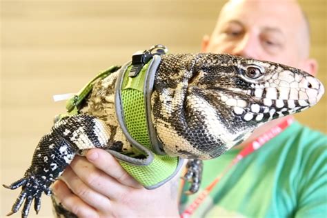 Getting Up Close and Personal: A Remarkable Encounter with the Mighty Reptiles