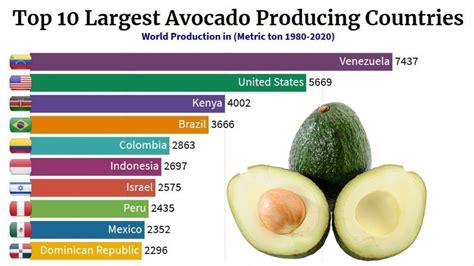 Global Spread and Popularity: How Avocado Pear Conquered the World