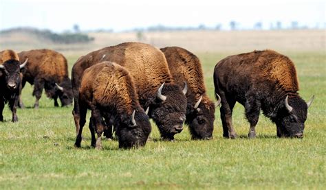 Grazing Giants: Discovering the Bison's Dietary Preferences and Natural Habitat