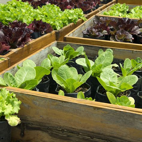 Grow Your Own Fresh Lettuce at Home