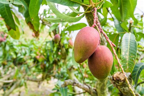 Growing Your Desires: Cultivating a Fruitful Mango Orchard