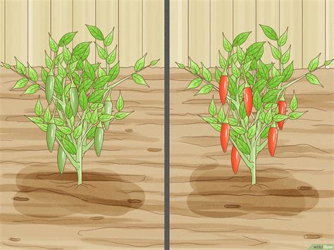 Growing Your Own: Tips for Cultivating Your Red Chilli Garden