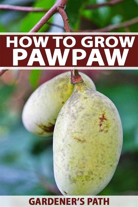 Growing Your Own Pawpaw Tree: Tips and Tricks