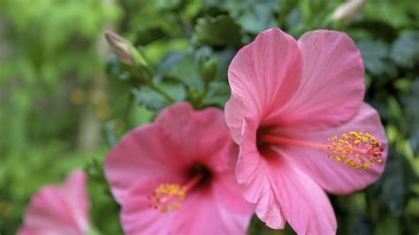Growing and Caring for Scarlet Hibiscus: Expert Advice for a Beautiful Garden Addition