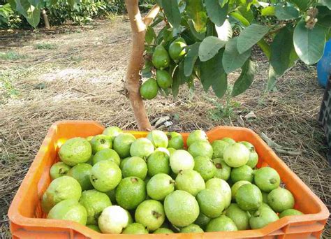 Growing and Harvesting Guavas: Tips for Cultivating Your Own Tropical Delight