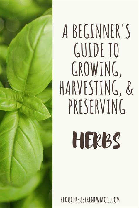 Growing and Harvesting Your Own Fresh Herbs: A Beginner's Guide