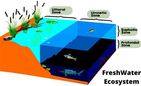 Guardians of Freshwater Habitats: The Stewards of Aquatic Ecosystems