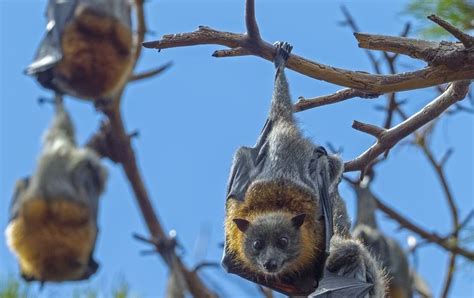 Guardians of the Night Skies and Ecological Balance