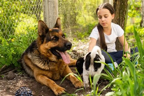 Harmonious Interactions with a Challenging Canine Companion