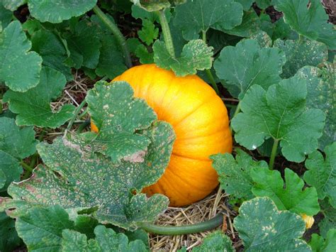 Harvest Time: Determining Pumpkin Ripeness