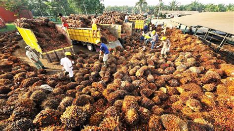 Harvesting and Processing Oil Palm Fruit