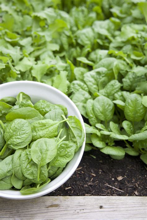 Harvesting and Storing Fresh Spinach