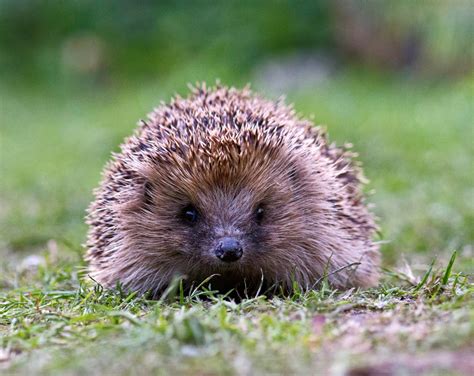 Hedgehog Events and Festivals: Celebrating the affection for Our Prickly Friends