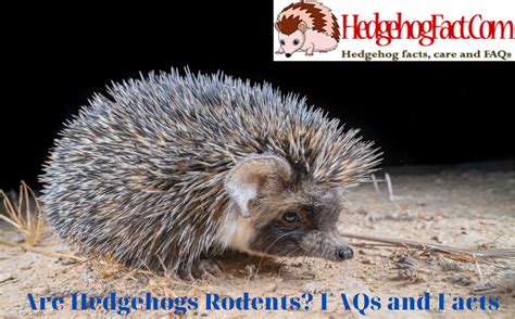 Hedgehog FAQs: Answering Common Questions about Hedgehog Care