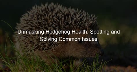 Hedgehog Health Essentials: Understanding Common Health Issues