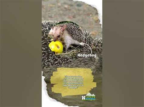 Hedgehog Health and Wellness: Unveiling the Secrets of Caring for your Prickly Friend