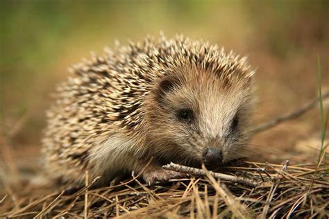 Hedgehog Species: Finding the Perfect Fit