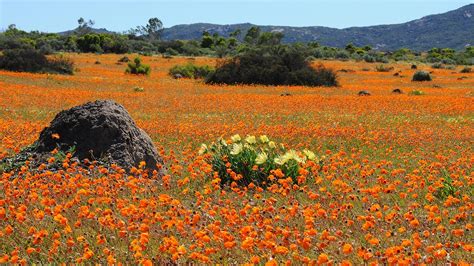 Hidden Gems: The Variety of Plant and Animal Life in Mysterious Ebony Coastal Spots