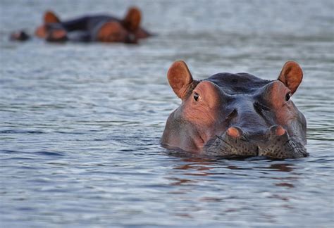 Hippos: Surprising Aquatic Creatures in the Rivers of Africa