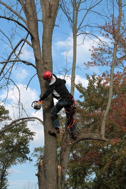 Hiring Professional Tree Trimmers vs. DIY Approach